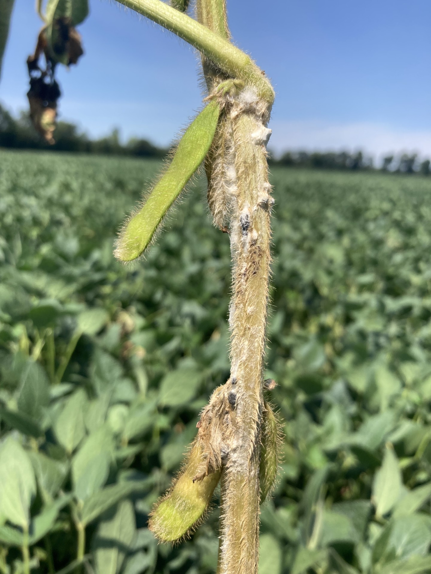 Soybean 15 in R5 white mold.jpg